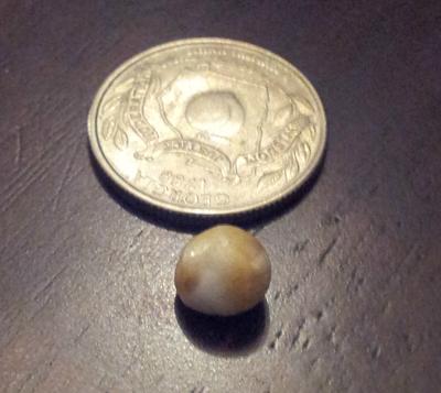 Oyster pearl found at Po-Boy's