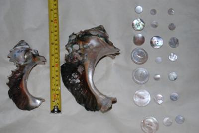 An example of our conch shells, buttons, and button blanks