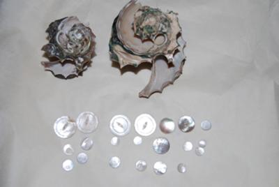 An example of our conch shells, buttons, and button blanks