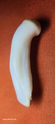 The Datu Cabaylo Pearl, found in Palawan waters, Philippines