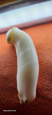 The Datu Cabaylo Pearl, found in Palawan waters, Philippines