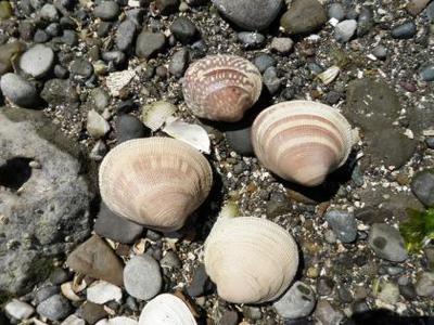 Native Pacific Littleneck Clams