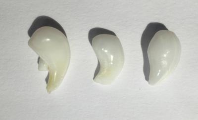 Three Curled Clam Pearls - 21.80 carats total