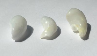 Three Curled Clam Pearls - 21.80 carats total