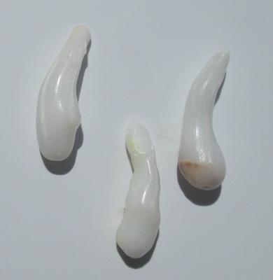 Three Drop Clam Pearls 25 carats total for Sale