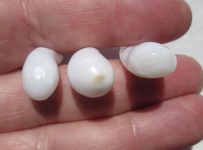 Three Drop Shaped Clam Pearls 44+ carats - Total