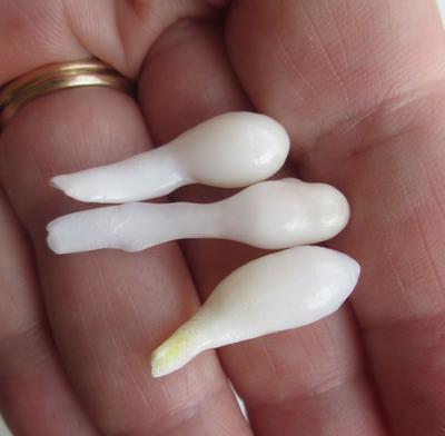 Three Drop Shaped Natural Clam Pearls 25+ carats for Sale