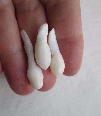 Three Drop Shaped Natural Clam Pearls 25+ carats for Sale