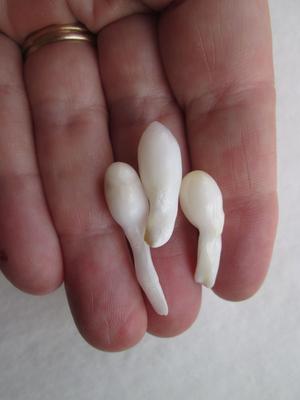 Three Drop Shaped Natural Clam Pearls 25+ carats for Sale