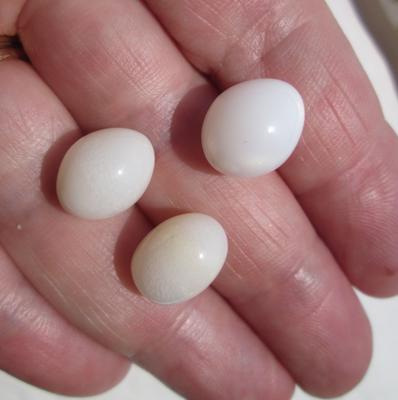 く*み様 Offen scallop pearls pattern 39 Mother Of Pearl Polished Scallop Iridescent Shell Mosaic