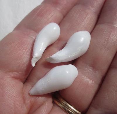 Three Fat Drop Shaped Clam Pearls 34+ carats Total 