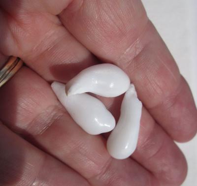 Three Fat Drop Shaped Clam Pearls 34+ carats Total 