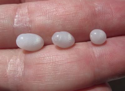 Three Flame Filled Clam Pearls 5+ carats Total Oval Shape