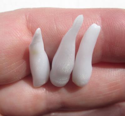 Three Long Drop Shaped Natural Clam Pearls 17 carats Total 