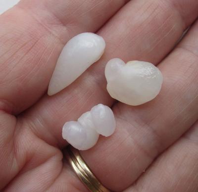 Three Translucent Natural Clam Pearls 23+ carats Total for Sale