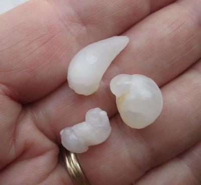 Three Translucent Natural Clam Pearls 23+ carats Total for Sale