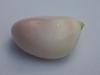 103 carat Conch Pearl - Very Rare - 36mm