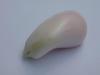 103 carat Conch Pearl - Very Rare - 36mm