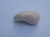 103 carat Conch Pearl - Very Rare - 36mm