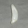 11.5 ct  Elongated Clam Pearl - high chatoyance