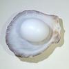 14+ ct White with Flame Clam Pearl Egg for Sale