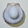 14+ ct White with Flame Clam Pearl Egg for Sale