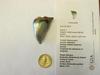 145.63 carat natural Abalone Pearl