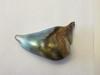 145.63 carat natural Abalone Pearl