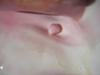 12.07 carat Light Pink Conch Pearl