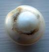 17 carat Natural USA Freshwater Pearl