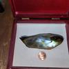 175 Carat Abalone Pearl Iridescent Blues and Greens