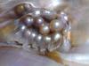 colored pearls in shell