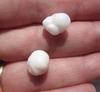 2 Clam Pearls Baroque 14 carats Total 11mm
