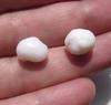2 Clam Pearls Baroque 14 carats Total 11mm