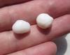 2 Clam Pearls Baroque 14 carats Total 11mm