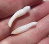 2 Clam Pearls Baroque Elongated 20mm