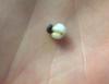 2 pearls attached black and white both round