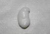 20.3 ct Clam Pearl