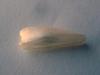 20mm Natural Freshwater Spike Pearl USA