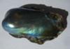 13.85 carats Abalone Pearl