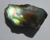 13.85 carats Abalone Pearl