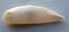 28mm USA Natural Wing Pearl