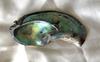 260 carat Abalone - Paua Pearl Iridescent Blue, Purple and Green