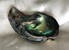 260 carat Abalone - Paua Pearl Iridescent Blue, Purple and Green