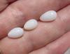 3 Clam Pearls Drop Shape 6+ carats