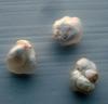 3 Natural USA Freshwater Pearls