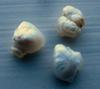 3 Natural USA Freshwater Pearls