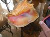 39 Carats Baroque Puerto Rico Pink Conch Pearl