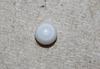 0.6 ct  Clam Pearl