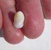4 carat Clam Pearl with Flame 12mm Yellow and White